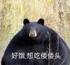现在回坑怎么玩啊 1