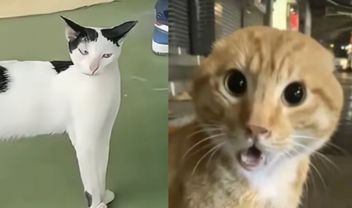 背后有高人指点?波兰独游《亡猫悲歌》改名为《哈基米之怒》截图