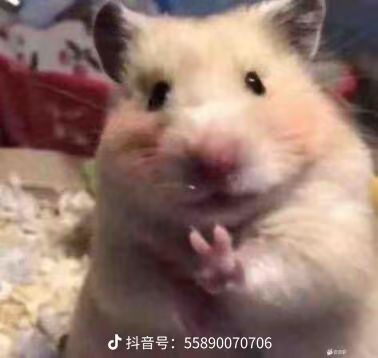 存档可以跟pc共享吗?截图