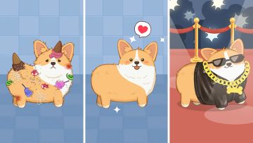 谁能拒绝？洗柯基 + N 种整理玩法