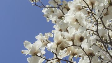 国内常见木兰科观赏植物检索表（下）