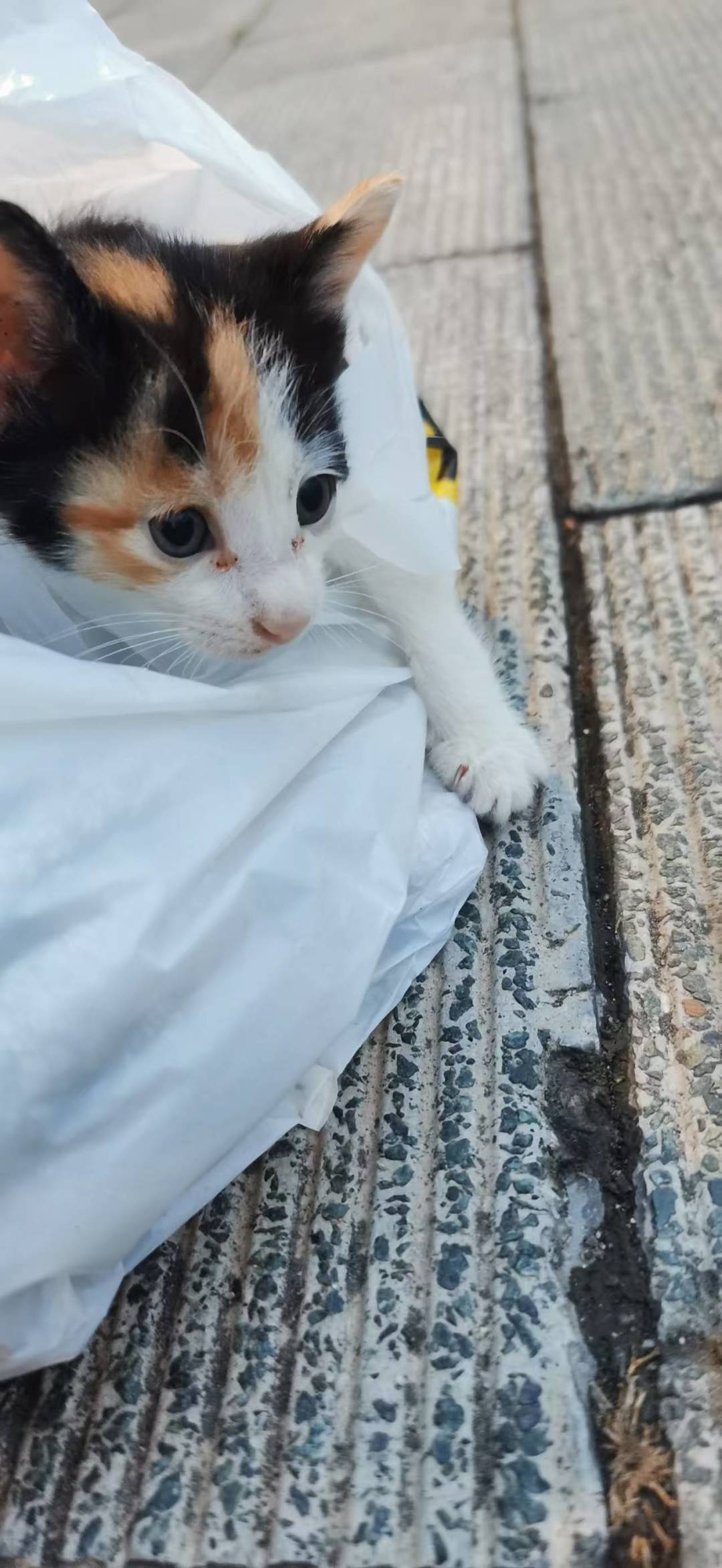 有无荆州同城爱猫人士收养 3