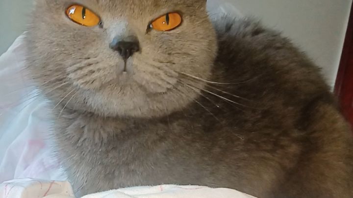 胖猫猫截图