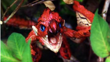 『初心服』作条合格的喷火龙（龙息骑pve攻略）施工中