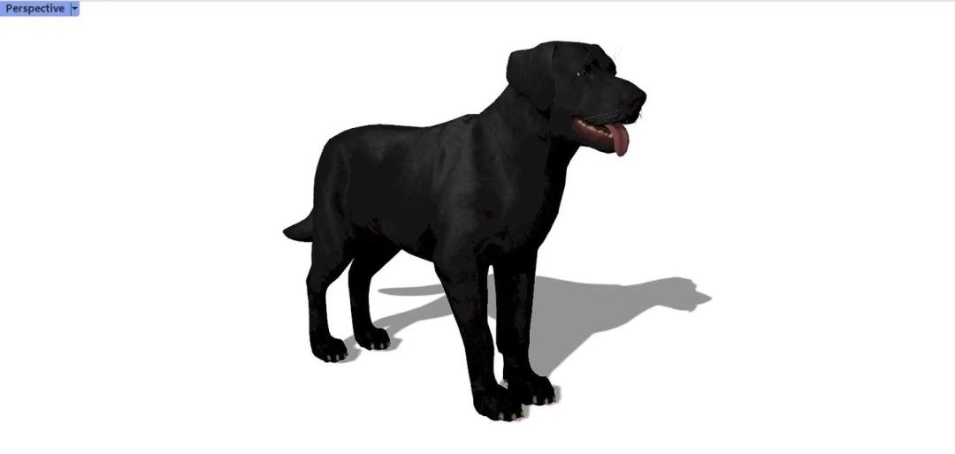 投稿宠物类型物品 宠物犬 2