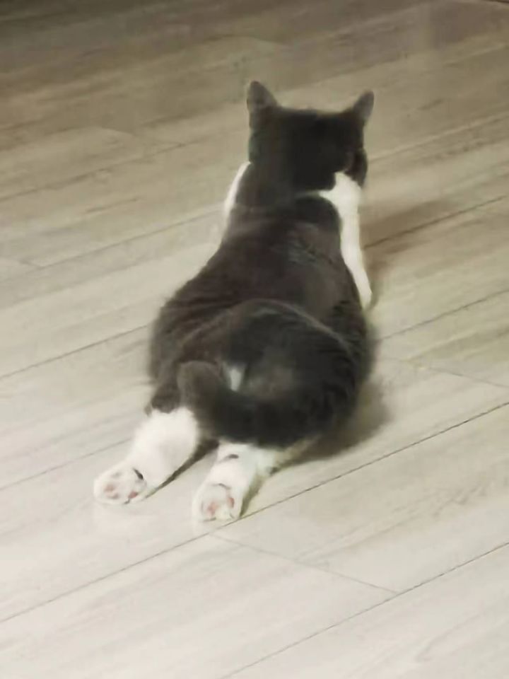 汤圆截图