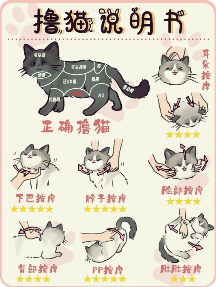 这样撸猫,我当了猫咖老大截图