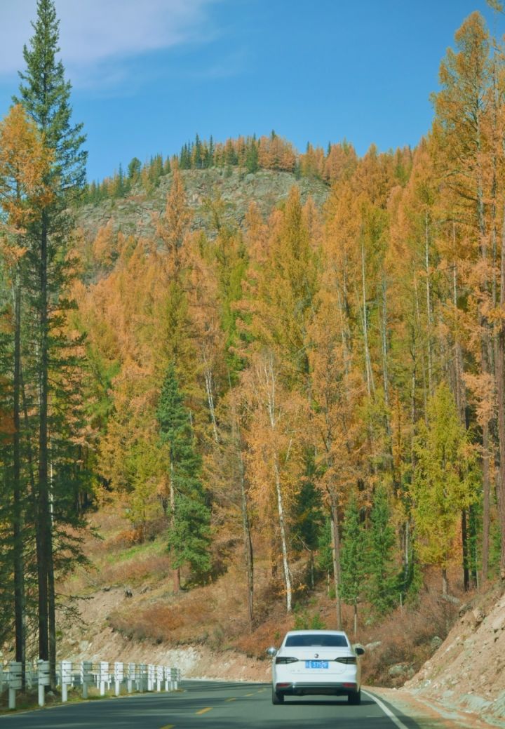 我想跟艾冻冻一起自驾穿梭在秋日山林公路,吹着山间微风,欣赏漫山金黄的森林美景!#追逐卡蕾多截图