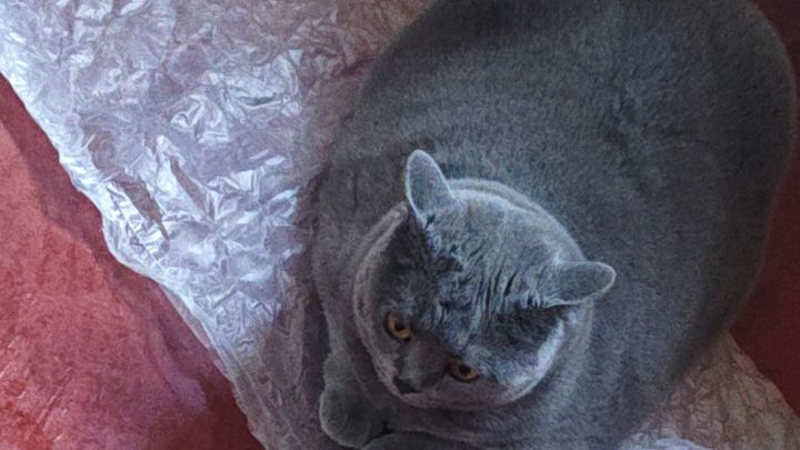 梦魇掉落（家猫镇楼）截图