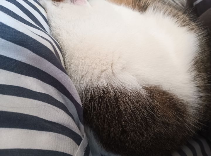 我有猫陪我睡觉(¯▽¯)截图