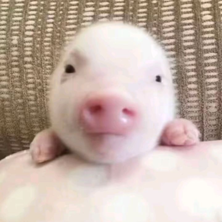包养铜丝雀( ˉ͈̀꒳ˉ͈́ )截图