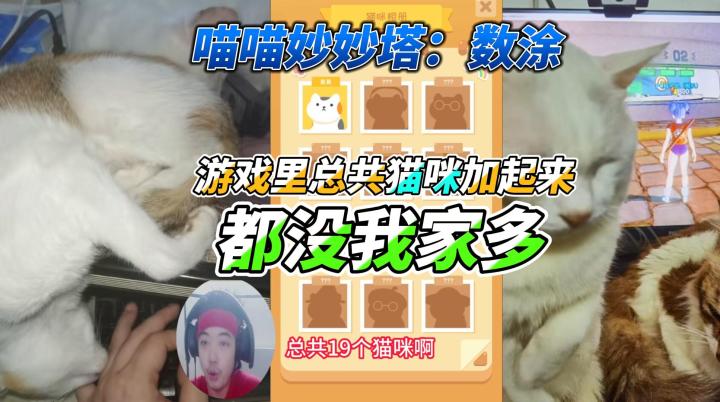离谱!《喵喵妙妙塔:数涂》游戏里总共猫咪加起来都没我家多截图