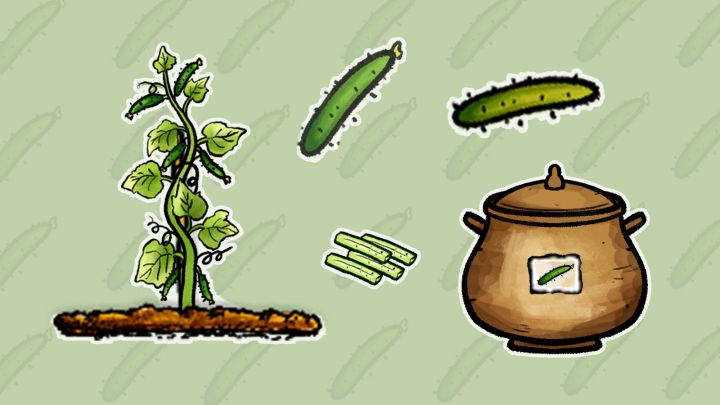 【黄瓜的种植+腌黄瓜+陶罐使用】截图