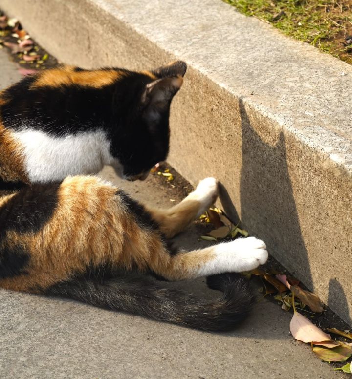 晒晒学校的猫猫截图