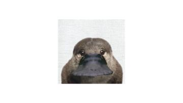 紫夜化冻自证帖