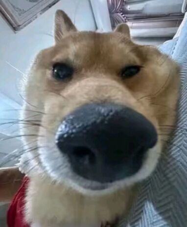 这大陆还有正常人吗 1