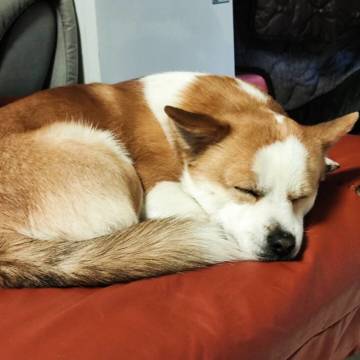 关于拳脚特性（大白话版）