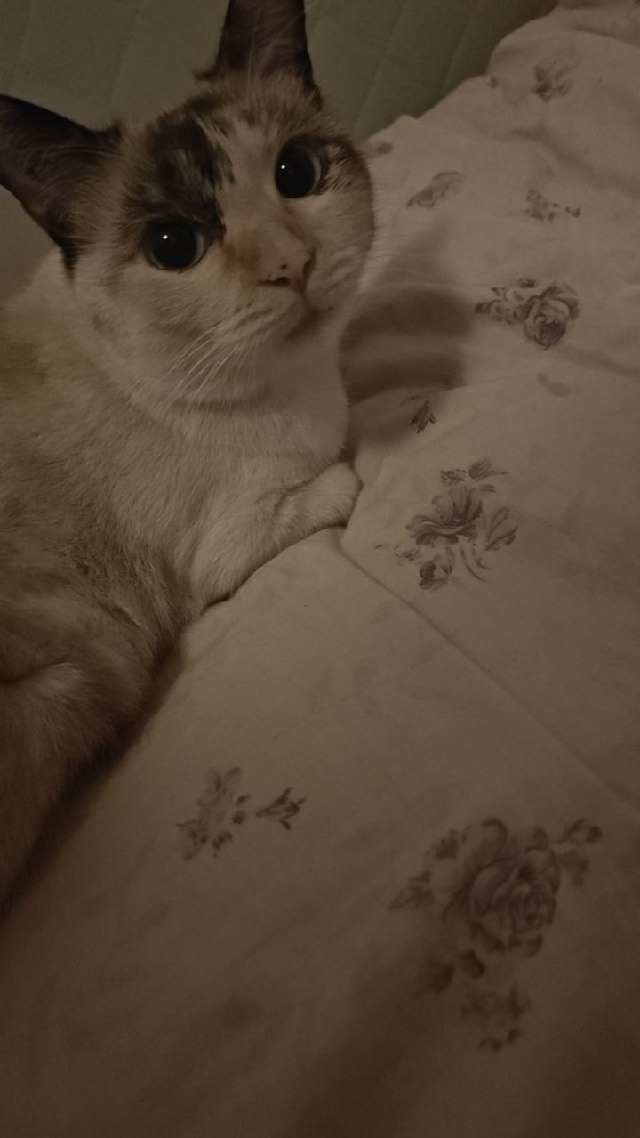 猫猫拯救世界。晚安。ヾ(＠ ˘ω˘ ＠)ノ晚安截图