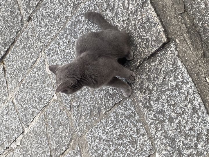 想念以前的胡桃截图