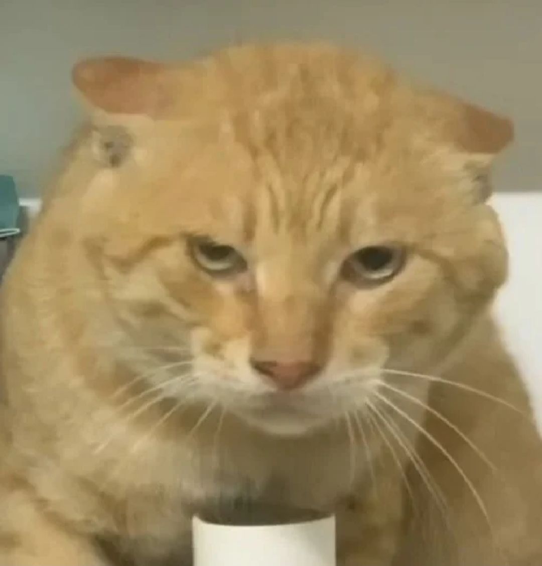 刀修攻略（血刃/0cd）截图