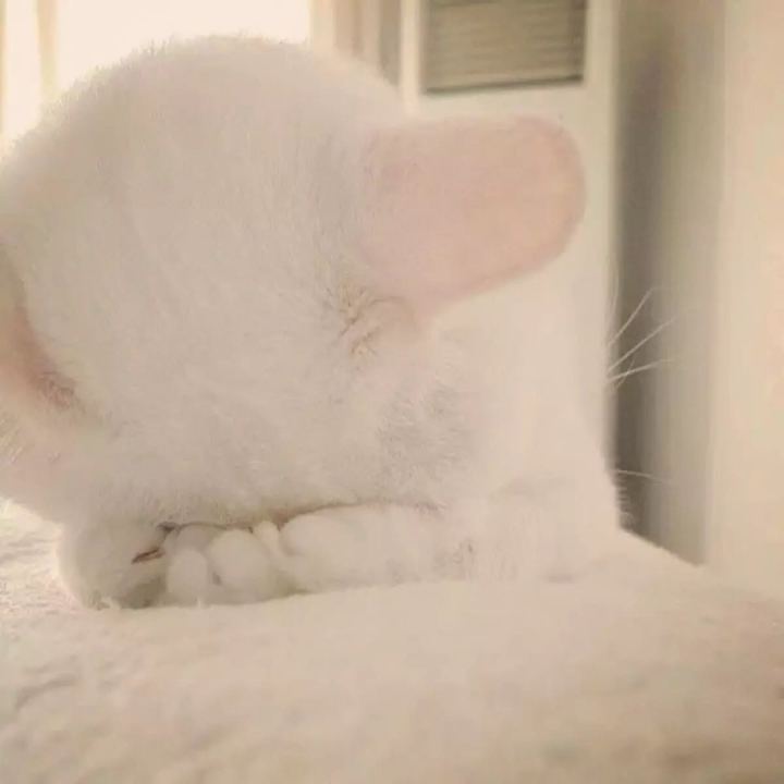 快来个聚聚裸连全流程教一下截图