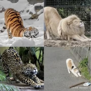 《风帆纪元》四主角通关，说说岗位推荐队友