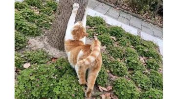 我也来设计一个新boss