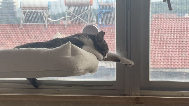 猫咪镇截图