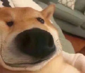 萌新推荐指南肝s忍者（零氪偏肝）