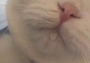 肉肉周报3.0——碎碎念第7期·奶茶+牛肉干=真香o(￣▽￣)ｄ