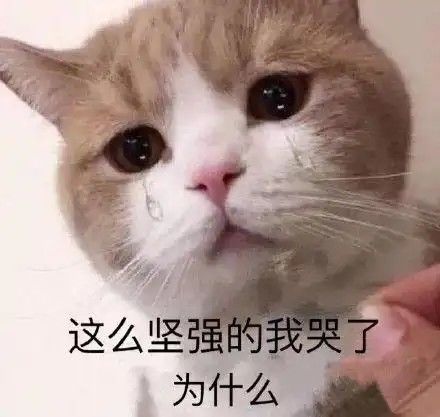舅党爆料年底会把主控猎人小姐性别改男截图