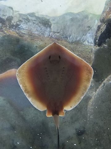 开封老四是所有手残党的爹