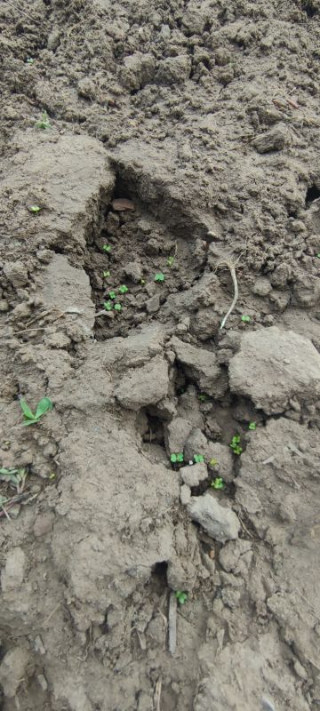 刚发芽的小青菜🌱