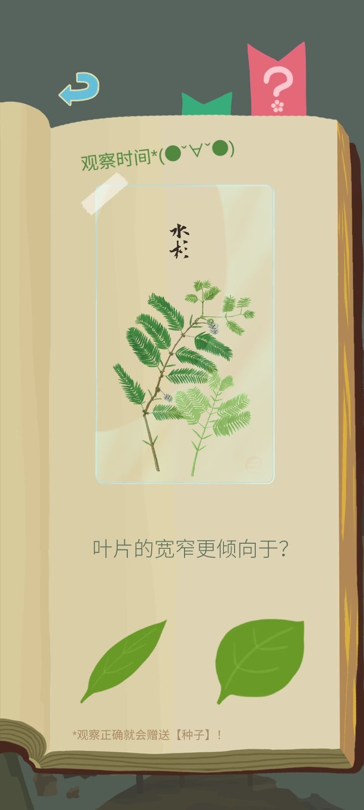 水杉 1