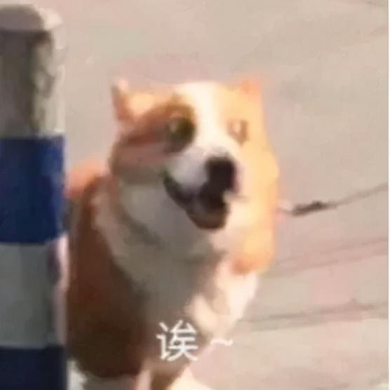 等待审核截图