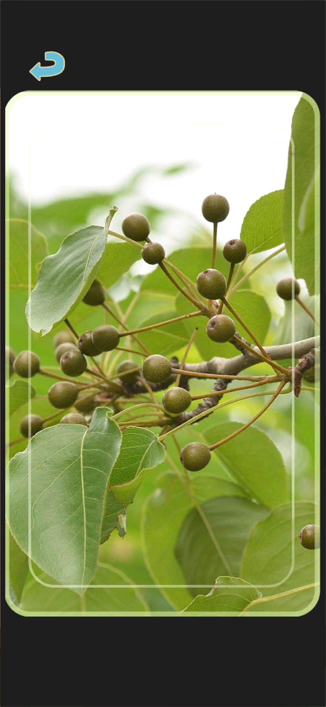 杜梨杜梨🍐 2