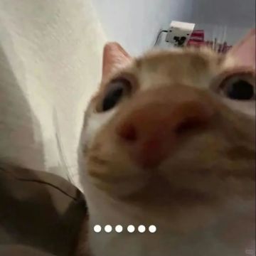 【新区公告】费伦-灵之庇护（安卓IOS混服）来袭！