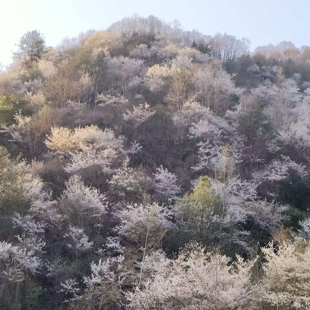 大哥带带我 1