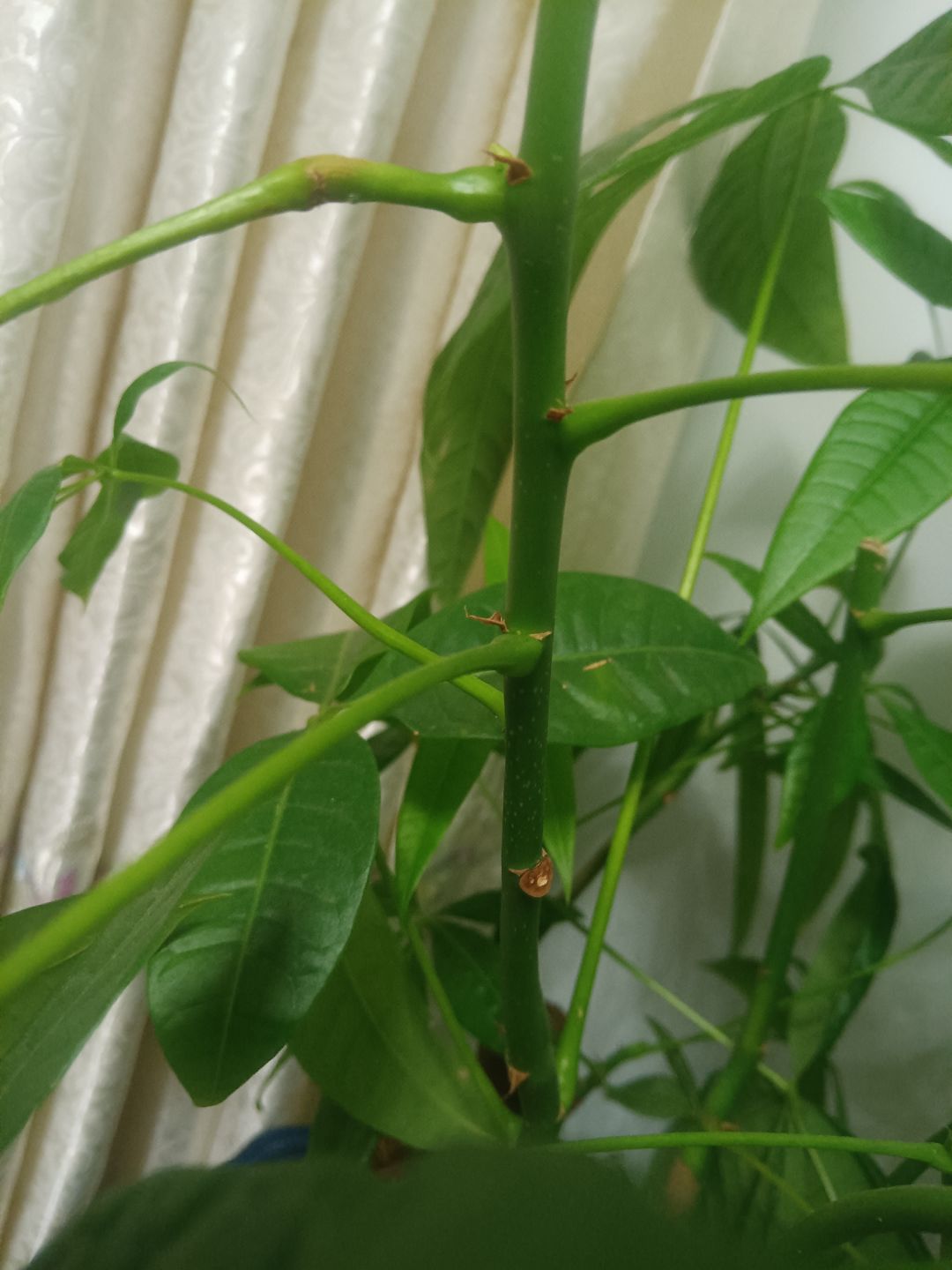 参加六周年庆活动：花与叶 2