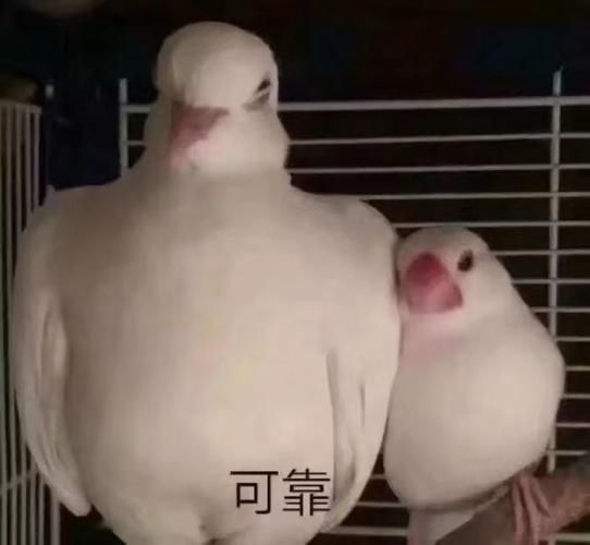 提一个棒棒的构想 1