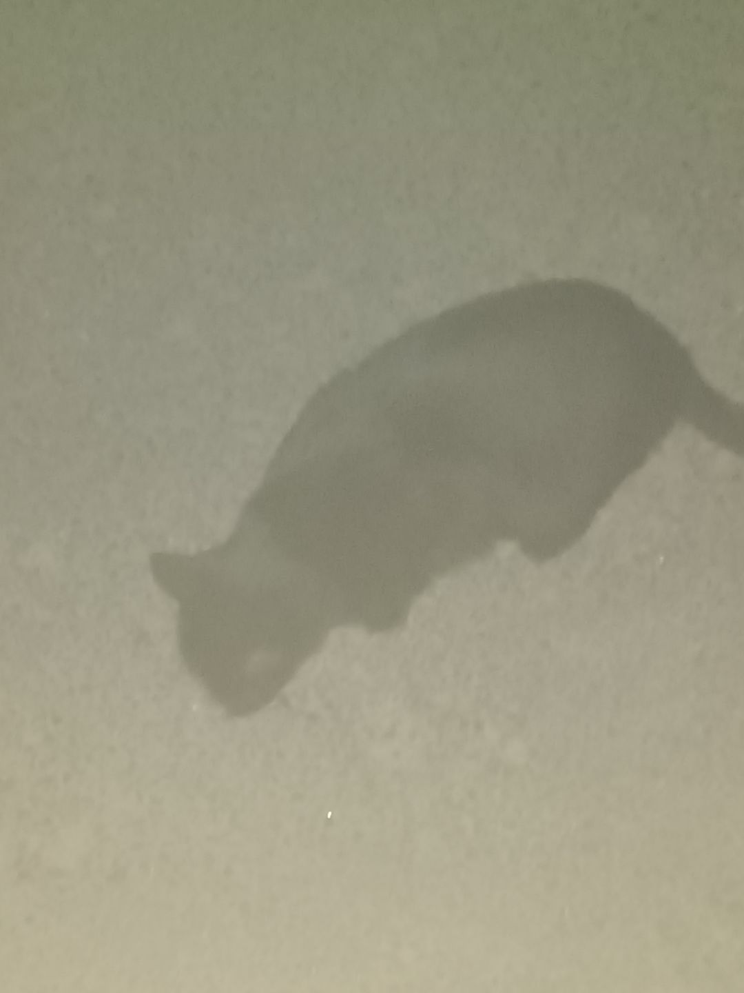 发帖领猫猫大礼包 1