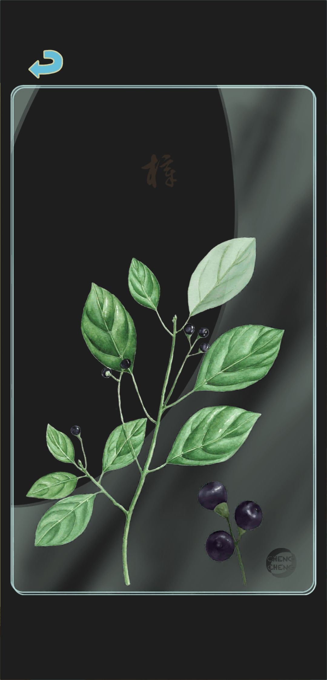冬季树种透卡1 2