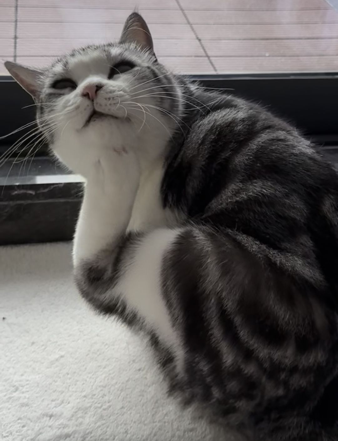把我的小猪咪加进了游戏里🤭🐱 2