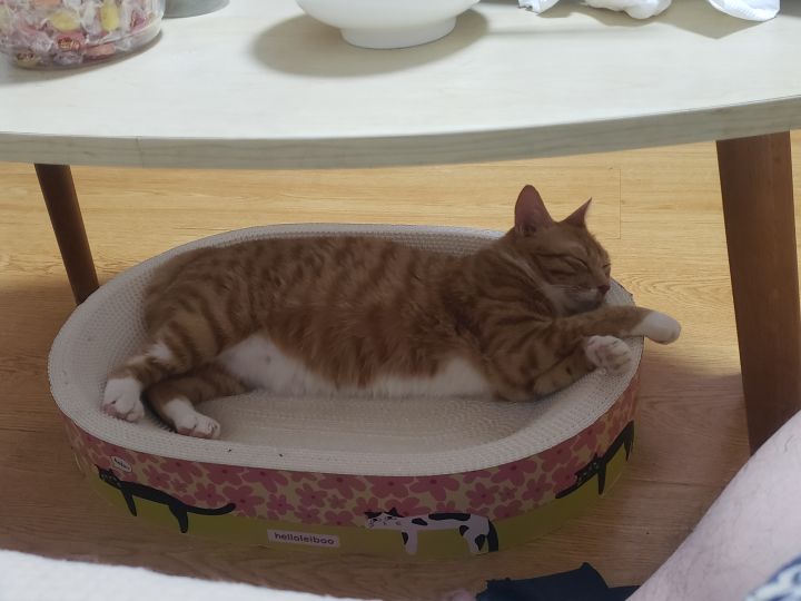手游截图