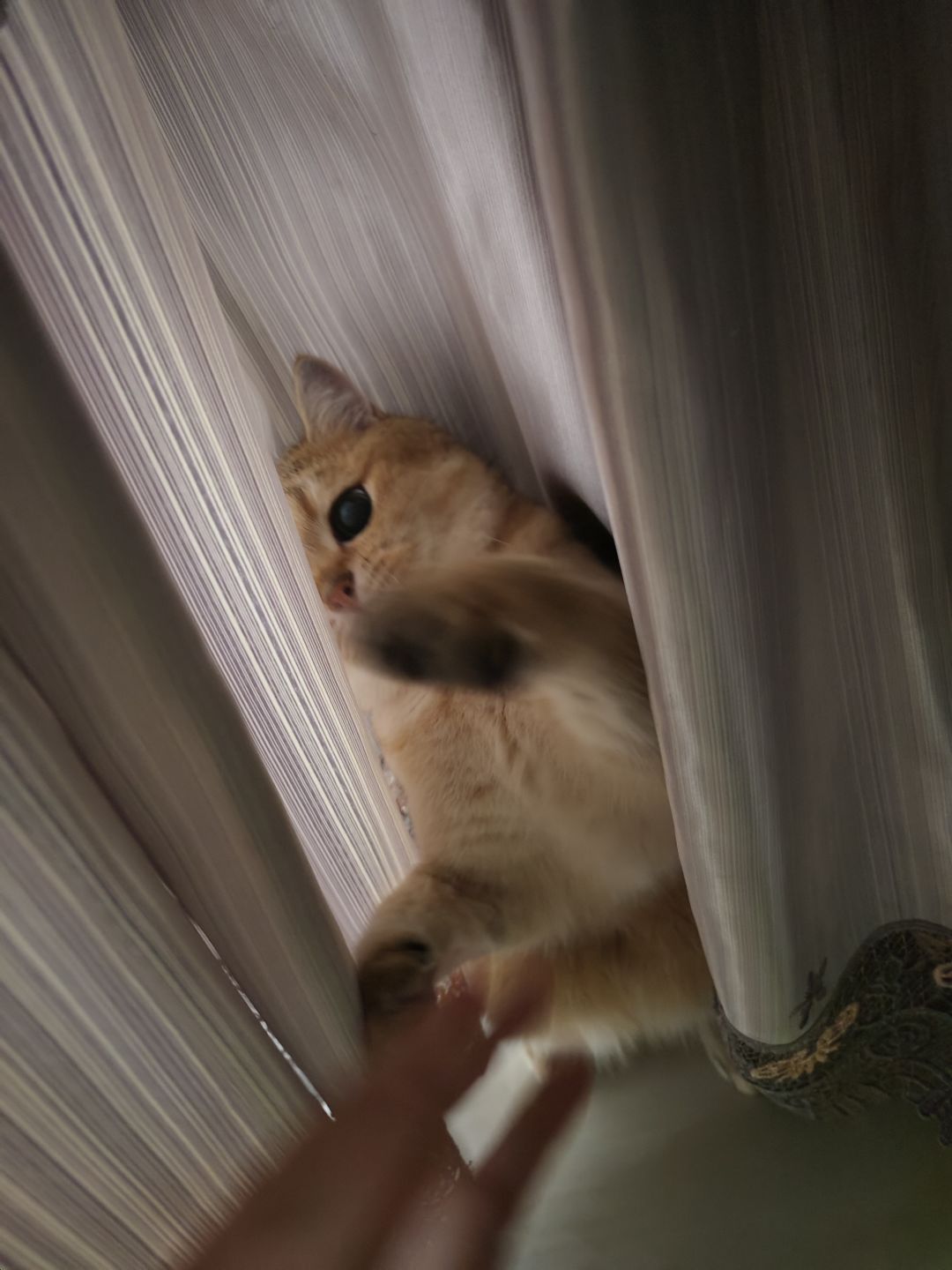 有没有人想来偷猫啊 5