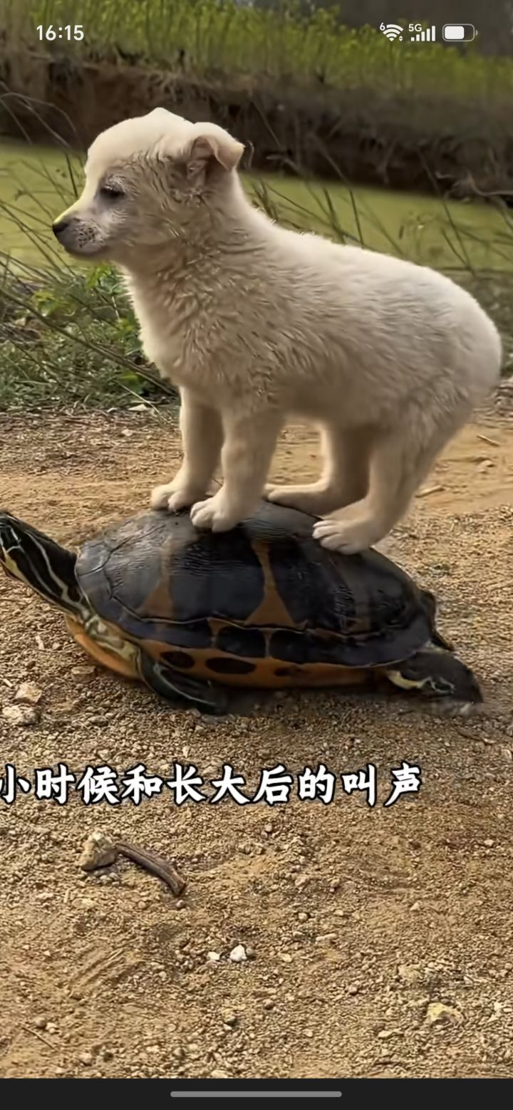 大佬何在截图