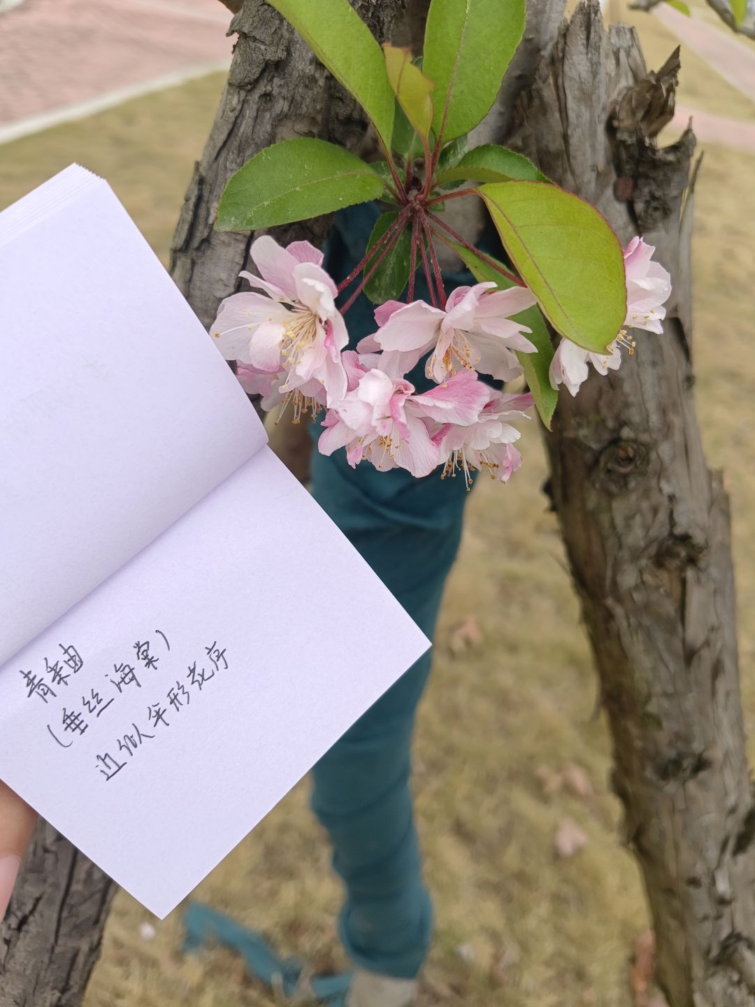 [六周年庆🎉活动:花与叶]—植物观察:花🌸截图