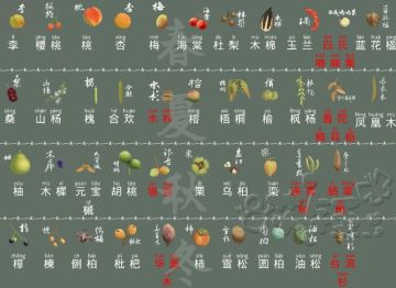 怎样获得蓝花楹、凤凰木、滇山茶和其他稀有树种