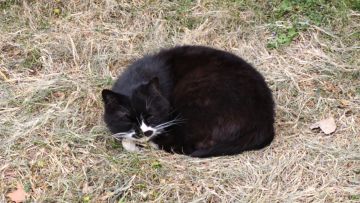 平民角度三只新怪物简评