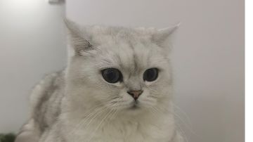 萌新避坑简略（三）开派补充与杂项篇